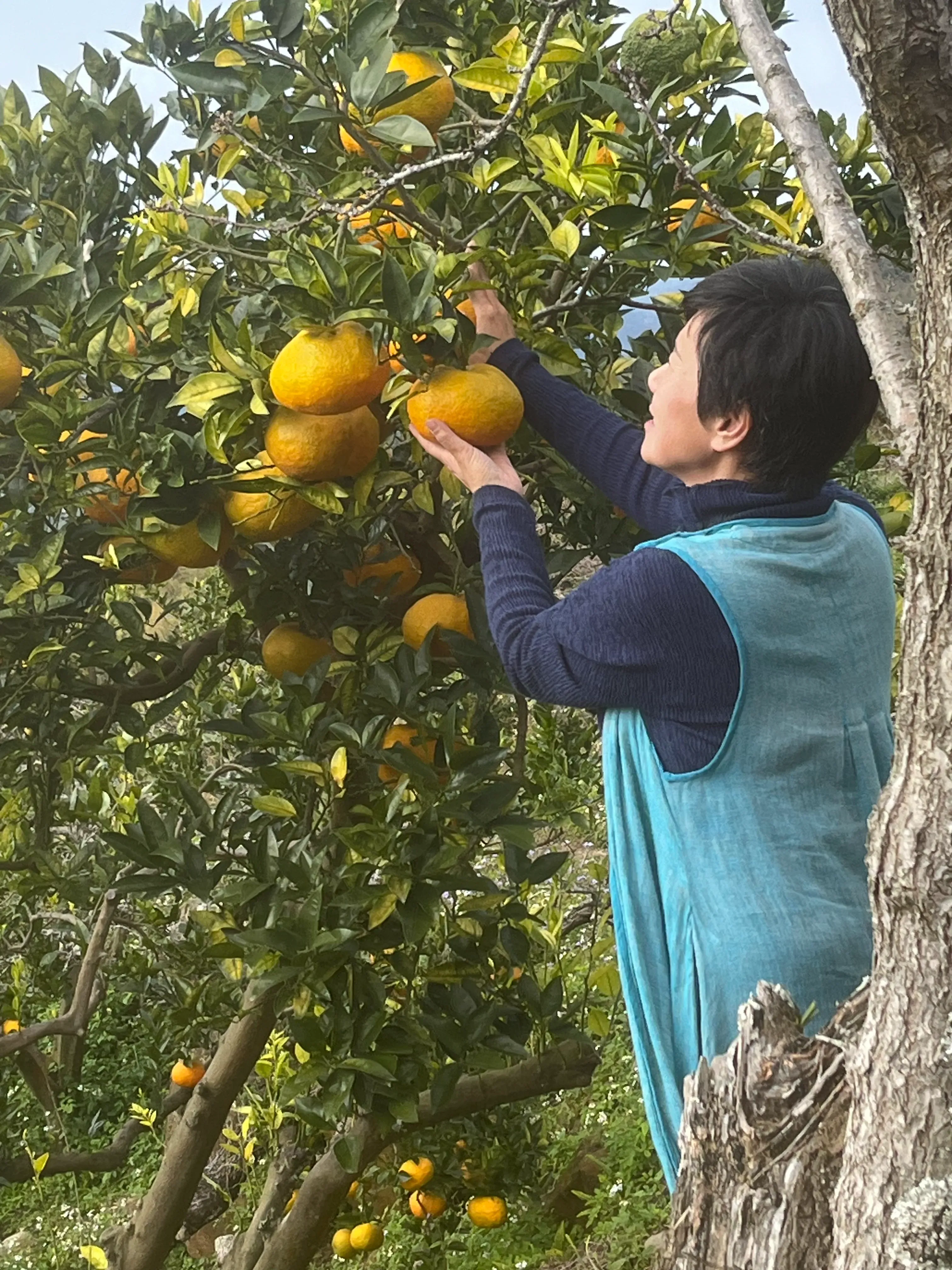 苗栗山區無農藥虎頭柑果園與採摘場景